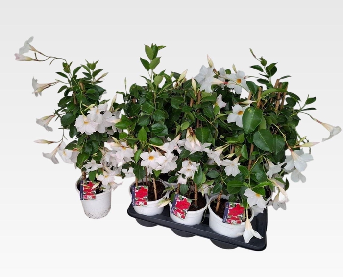 <h4>MANDE RIO WHITE</h4>