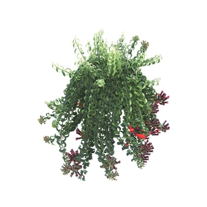 AESCHYNANTHUS RASTA C21