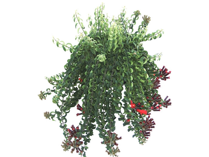 <h4>AESCHYNANTHUS TWISTER C21</h4>