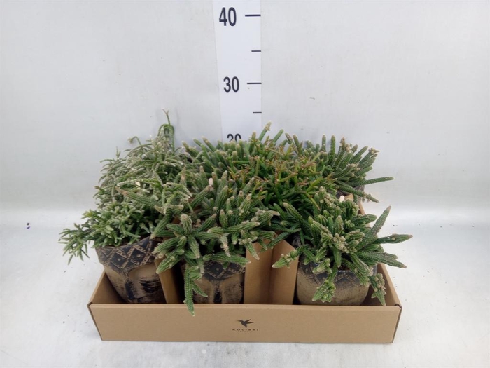 <h4>Rhipsalis   ...mix</h4>