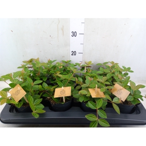 Peperomia angulata