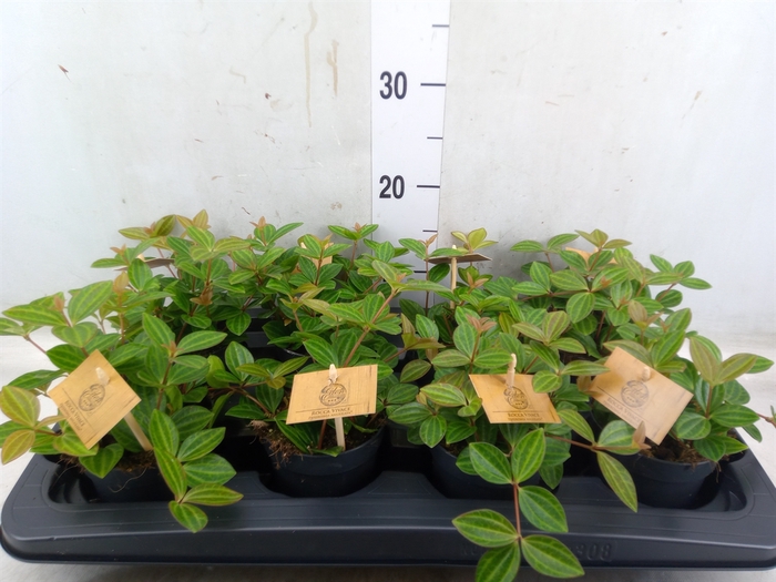 <h4>Peperomia angulata</h4>
