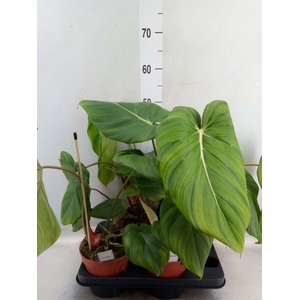 Philodendron   ...