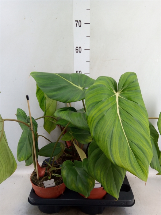 <h4>Philodendron   ...</h4>