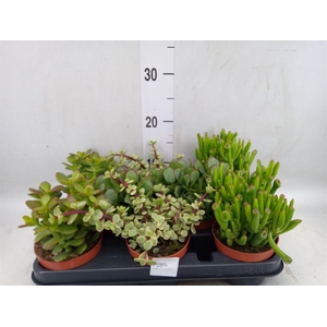Crassula   ...mix