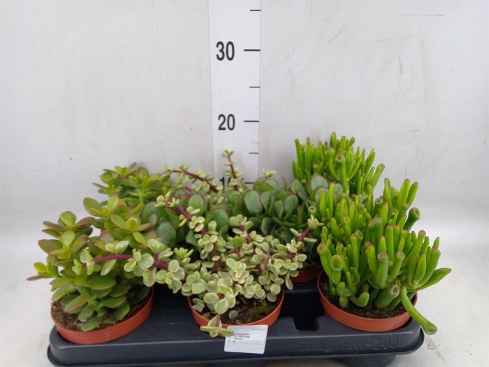 <h4>Crassula   ...mix</h4>