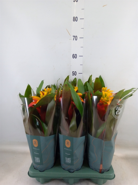<h4>Guzmania  'Fiero Yellow'</h4>