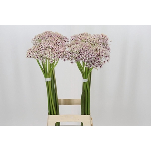 ALLIUM SILVERSPRING ALLIUM SILVERSP