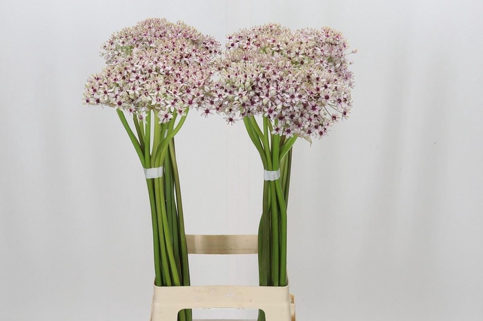 <h4>ALLIUM SILVERSPRING ALLIUM SILVERSP</h4>