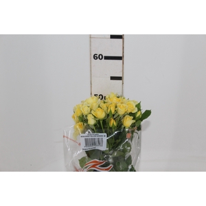 ROSA SPRAY YELLOW GARDEN 050 CM AMARELO