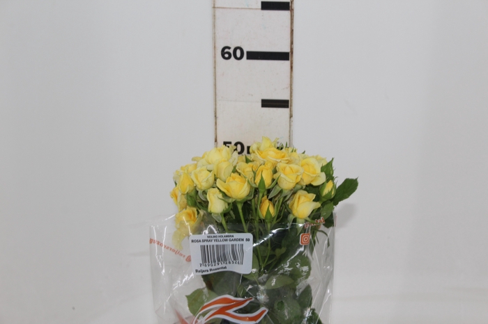 <h4>ROSA SPRAY YELLOW GARDEN 050 CM AMARELO</h4>