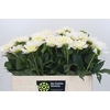 Dahlia White Onesta