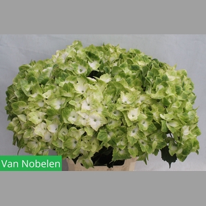 HYDR M MAG NOBLESSE