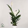 Spathiphyllum Rondo wit Decorum