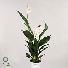 Spathiphyllum Rondo wit Decorum