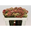 Kaaps Groen Red Brunia Small