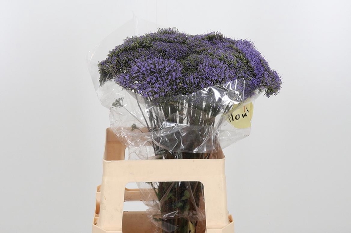 <h4>Trach Blue Shine</h4>