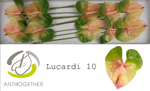 <h4>Anthurium Lucardi</h4>