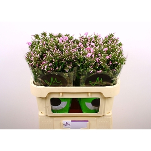 Phlox P Pink Eyes