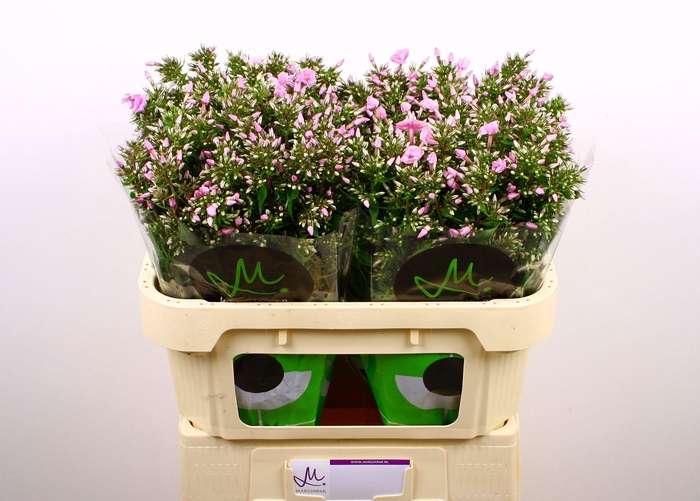 <h4>PHLOX P PINK EYES</h4>