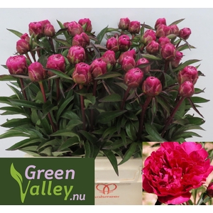 Paeonia Karl Rosenfield