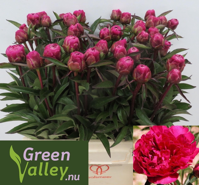<h4>Paeonia Karl Rosenfield</h4>