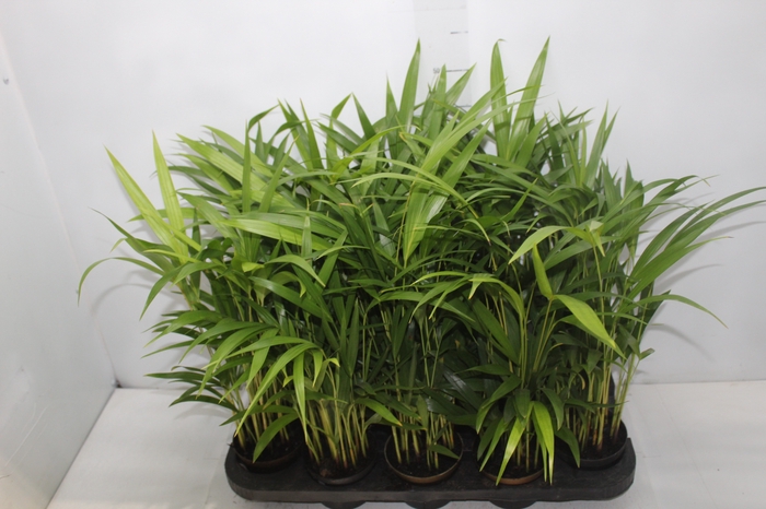 <h4>ARECA BAMBU P11</h4>