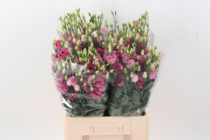 <h4>Eus G Rosita Rose Pink</h4>