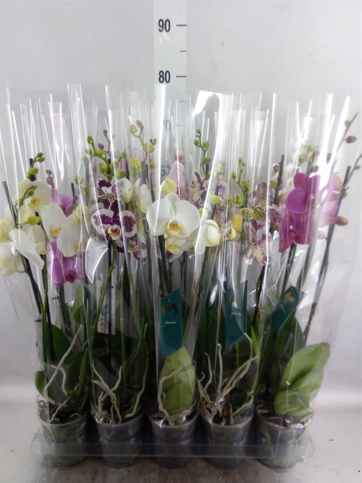 <h4>Phalaenopsis   ...mix  5</h4>