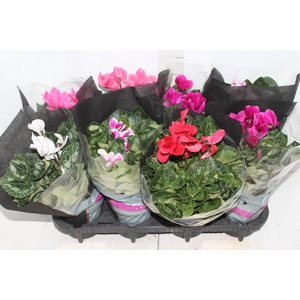 CYCLAMEN P14