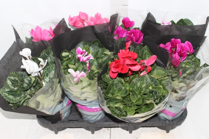 <h4>CYCLAMEN P14</h4>