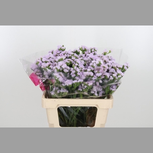 Lim S Tessa Lavender