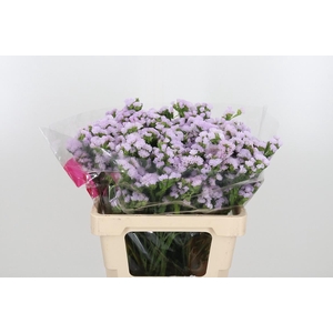 Lim S Tessa Lavender