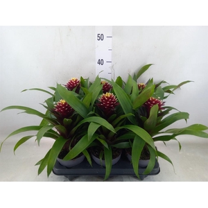 Guzmania  'Francesca'