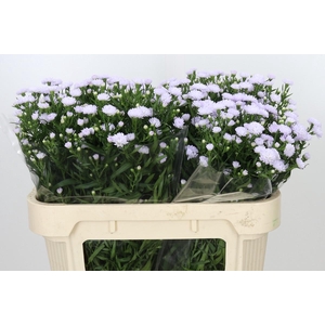 Aster Astee Milka