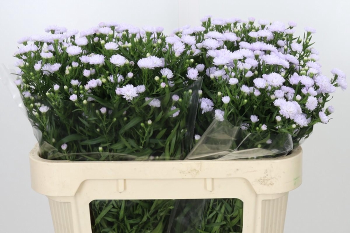 <h4>Aster Astee Milka</h4>