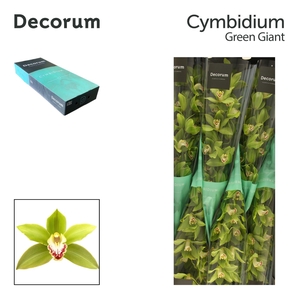 CYMB T GREEN GIANT Decorum 80cm