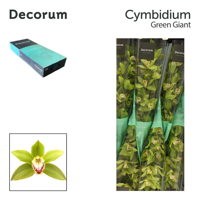 <h4>CYMB T GREEN GIANT Decorum 80cm</h4>