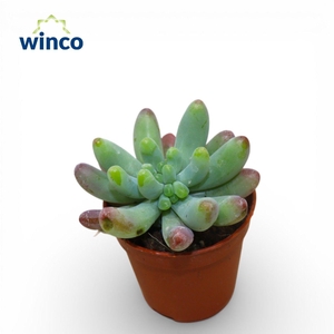 Graptosedum Pachyphyllum