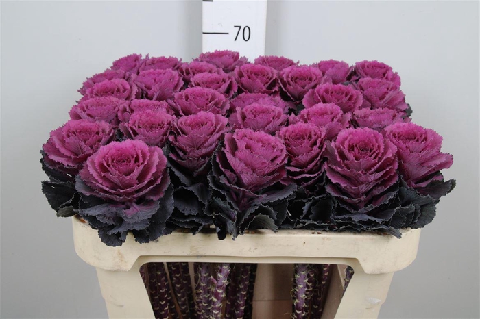 <h4>Brass Elegance</h4>