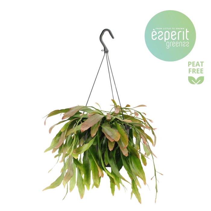 <h4>Rhipsalis Red Coral hangpot</h4>