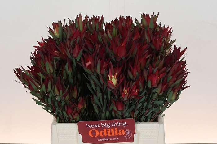 <h4>LEUCAD SAL BLUSH</h4>