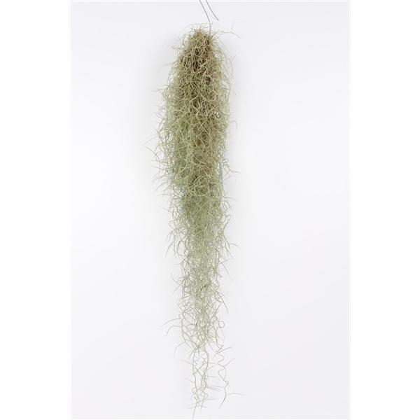 <h4>Tillandsia usneoides</h4>