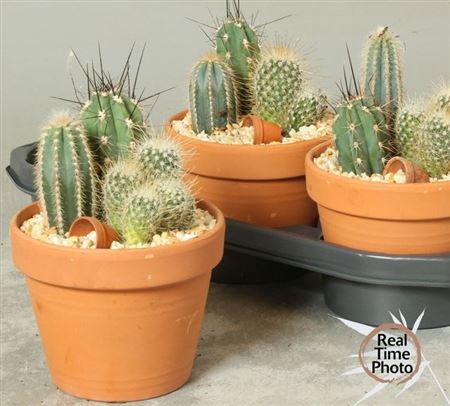 arr8 Arr Cactus In Terra Cotta