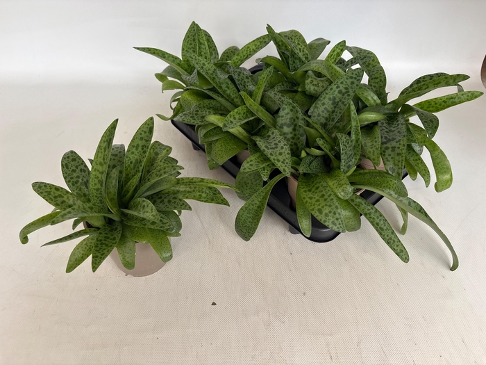 <h4>DRIMIOPSIS MACULATA</h4>