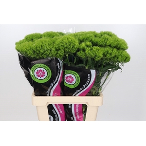 Dianthus Ba Gr Green Queen