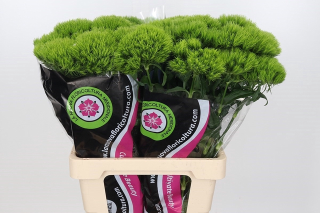 <h4>Dianthus Ba Gr Green Queen</h4>