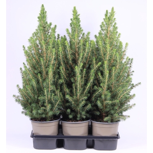 Picea glauca Conica