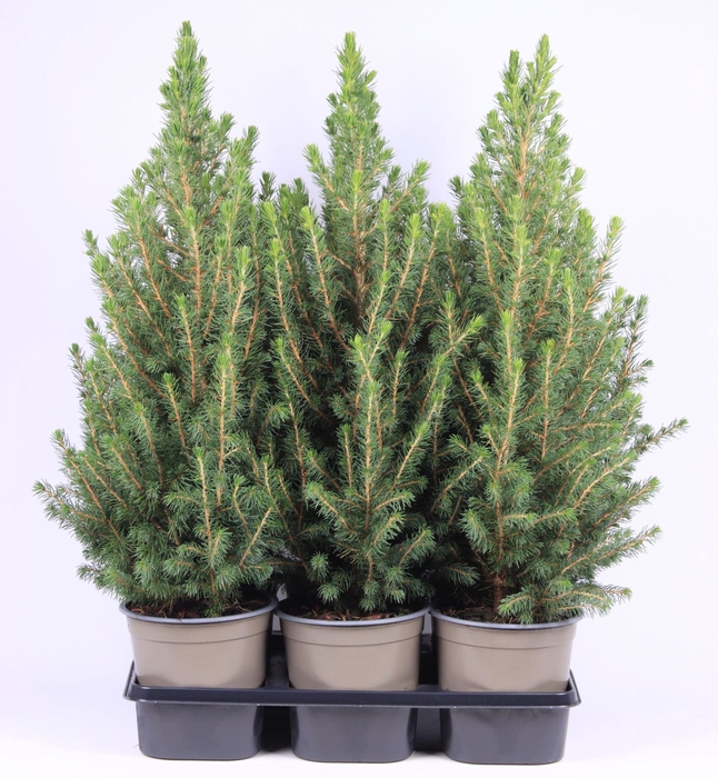 <h4>Picea glauca Conica</h4>