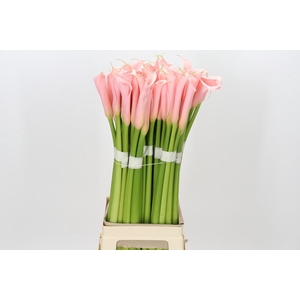 Zantedeschia Eydolls Salmon